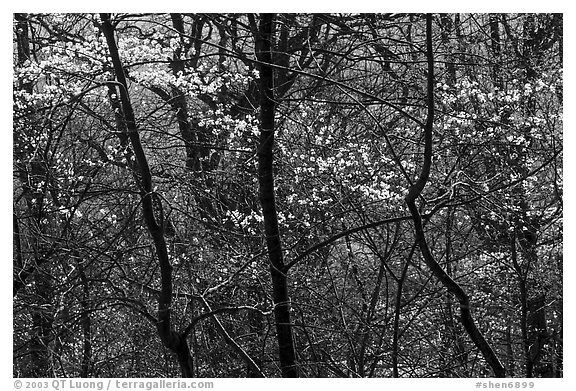 Backlit dogwoods in forest, afternoon. Shenandoah National Park, Virginia, USA.