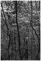 Twisted trunks and dogwood trees in forest. Shenandoah National Park, Virginia, USA. (black and white)