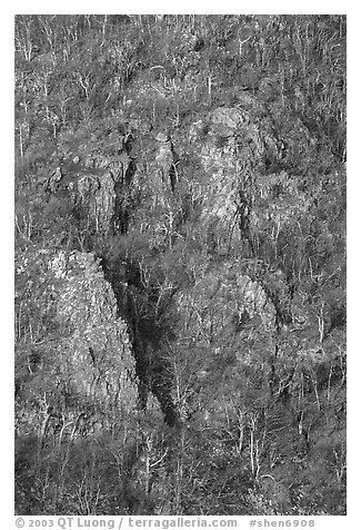 Bare trees and rocky outcrops on hillside near Little Stony Man. Shenandoah National Park (black and white)