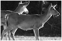 Whitetail Deers, early morning. Shenandoah National Park, Virginia, USA. (black and white)