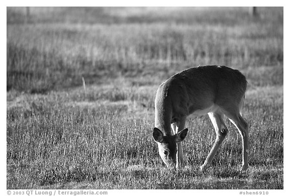 Whitetail Deer grazing in Big Meadows, early morning. Shenandoah National Park, Virginia, USA.