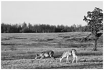 Whitetail Deer in Big Meadows, early morning. Shenandoah National Park, Virginia, USA. (black and white)