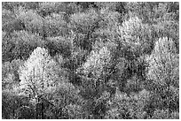 Trees with early foliage amongst bare trees on a hillside, morning. Shenandoah National Park, Virginia, USA. (black and white)