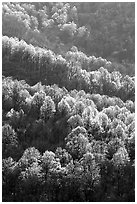 Backlit trees on hillside in spring, morning. Shenandoah National Park ( black and white)