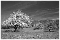 Trees in bloom in grassy meadow. Shenandoah National Park, Virginia, USA. (black and white)