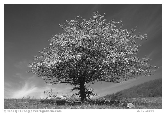 Tree with spring foliage standing against sky. Shenandoah National Park (black and white)