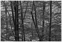 Tree trunks and branches against a backdrop of fall colors. Shenandoah National Park, Virginia, USA. (black and white)