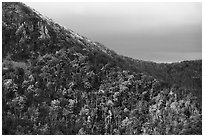 Hillside with fall colors, rocks, and early snow. Shenandoah National Park ( black and white)