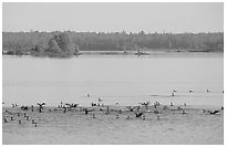Birds in Black Bay. Voyageurs National Park ( black and white)