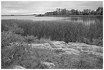 Grasses and red plants at Black Bay narrows. Voyageurs National Park ( black and white)