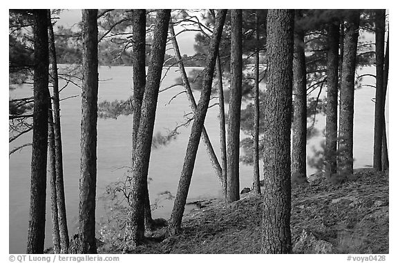 Pine trees, Woodenfrog. Voyageurs National Park (black and white)