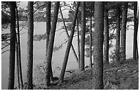 Pine trees, Woodenfrog. Voyageurs National Park ( black and white)