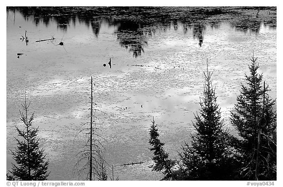 Beaver pond reflections and conifers. Voyageurs National Park (black and white)