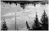 Beaver pond reflections and conifers. Voyageurs National Park ( black and white)