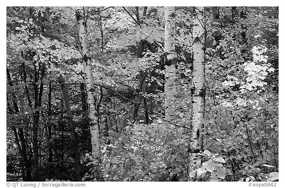 Trees in fall foliage. Voyageurs National Park (black and white)