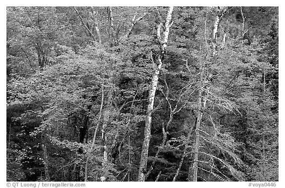 Trees in early fall color. Voyageurs National Park (black and white)