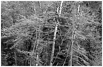 Trees in early fall color. Voyageurs National Park, Minnesota, USA. (black and white)