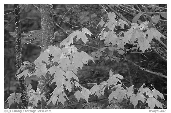 Maple leaves in autumn. Voyageurs National Park (black and white)