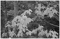 Maple leaves. Voyageurs National Park, Minnesota, USA. (black and white)
