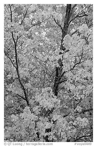 Trees in autumn color. Voyageurs National Park (black and white)