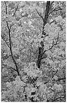 Trees in autumn color. Voyageurs National Park ( black and white)