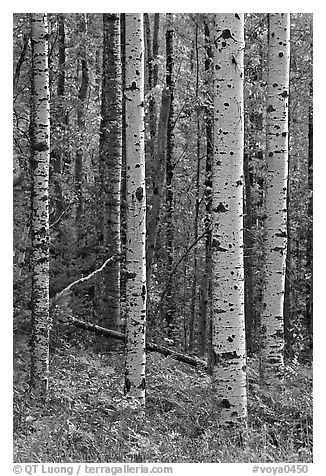 Birch tree trunks in autumn. Voyageurs National Park (black and white)