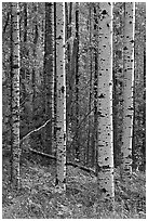Birch tree trunks. Voyageurs National Park, Minnesota, USA. (black and white)