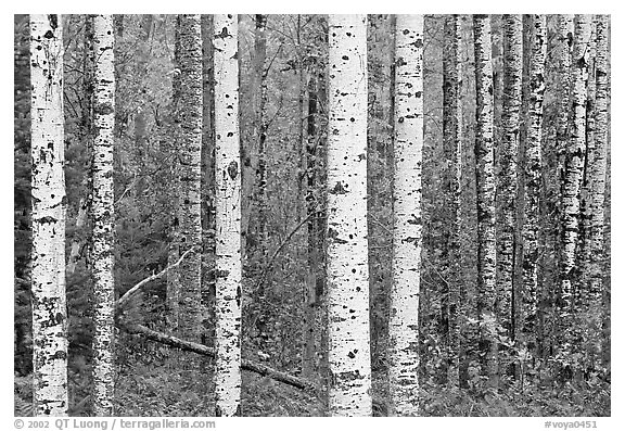 Birch tree forest. Voyageurs National Park, Minnesota, USA.