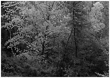 Mixed trees in fall color. Voyageurs National Park ( black and white)