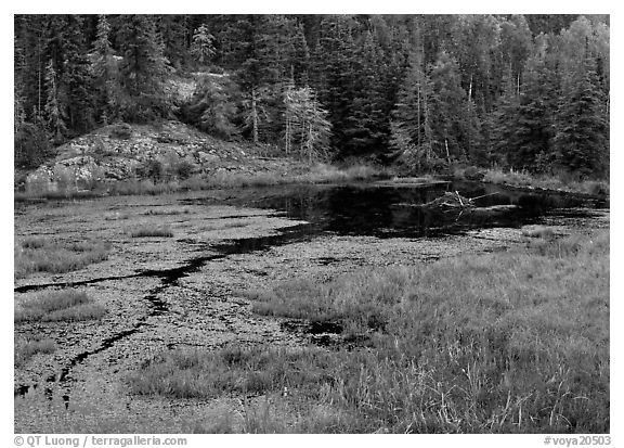 Beaver Pond and forest. Voyageurs National Park (black and white)