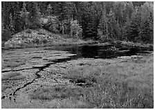 Beaver Pond. Voyageurs National Park ( black and white)