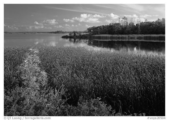 Aquatic grasses and lake, Black Bay. Voyageurs National Park (black and white)