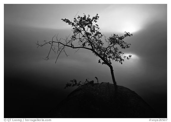 Sun, tree, and fog, Kabetogama Lake. Voyageurs National Park (black and white)