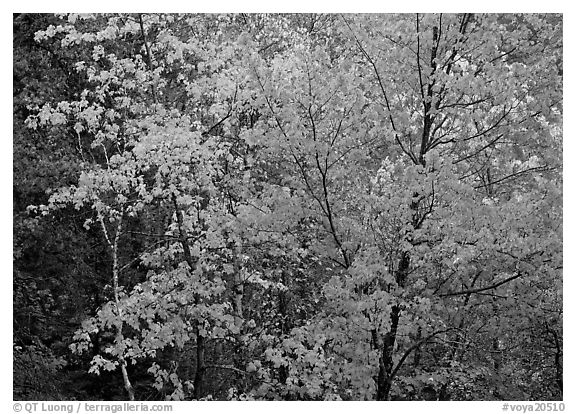 Yellow and orange leaves on trees. Voyageurs National Park (black and white)