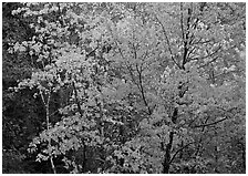 Yellow and orange leaves on trees. Voyageurs National Park ( black and white)