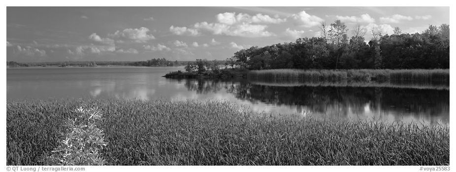 Reeds on lakeshore. Voyageurs National Park (black and white)
