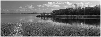 Reeds on lakeshore. Voyageurs National Park (Panoramic black and white)