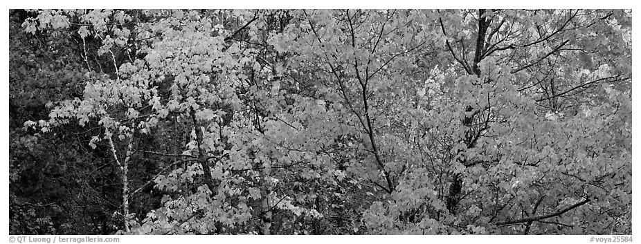 Mosaic of trees with colorful leaves in autumn. Voyageurs National Park (black and white)