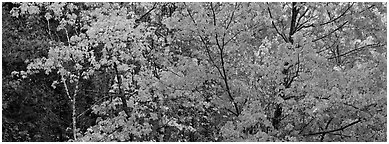 Mosaic of trees with colorful leaves in autumn. Voyageurs National Park (Panoramic black and white)