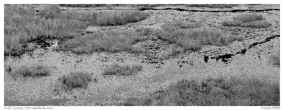 Beaver marsh and reeds. Voyageurs National Park (black and white)