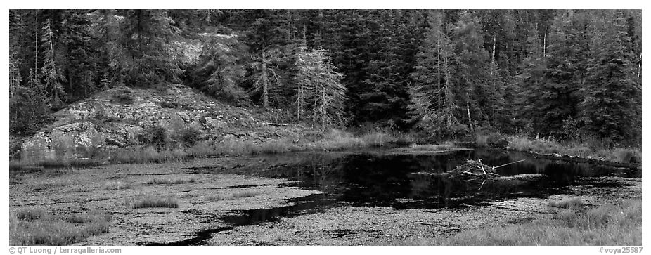 Marsh and north woods forest. Voyageurs National Park (black and white)