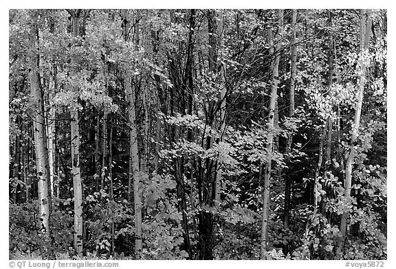 Mixed forest in autumn. Voyageurs National Park (black and white)