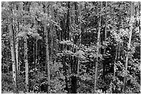 Mixed forest in autumn. Voyageurs National Park ( black and white)