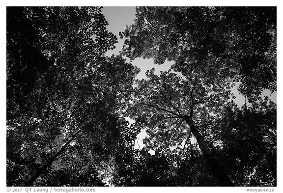 Looking up summer trees. Voyageurs National Park (black and white)