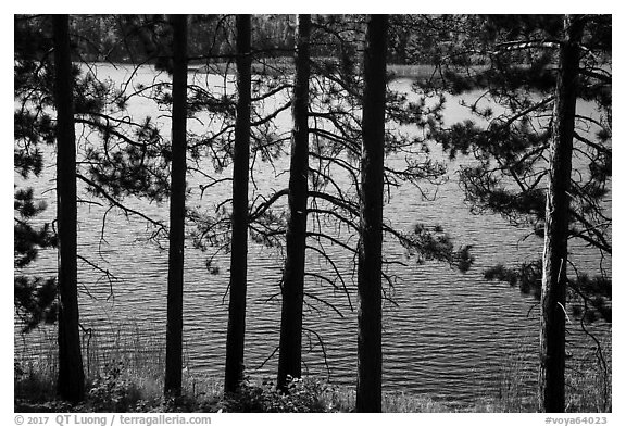 Trees bordering Blind Ash Bay. Voyageurs National Park (black and white)