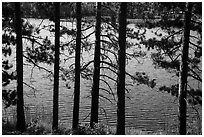 Trees bordering Blind Ash Bay. Voyageurs National Park ( black and white)