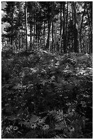 Sunflowers and forest. Voyageurs National Park ( black and white)
