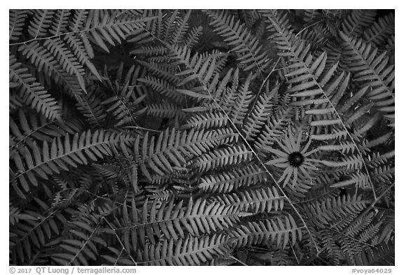 Close-up of sunflower and ferns. Voyageurs National Park (black and white)
