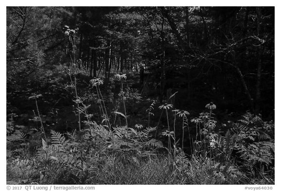 Sunflowers in forest. Voyageurs National Park (black and white)