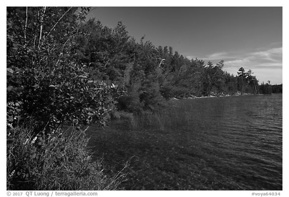 Forested shore of Mukooda Lake. Voyageurs National Park (black and white)